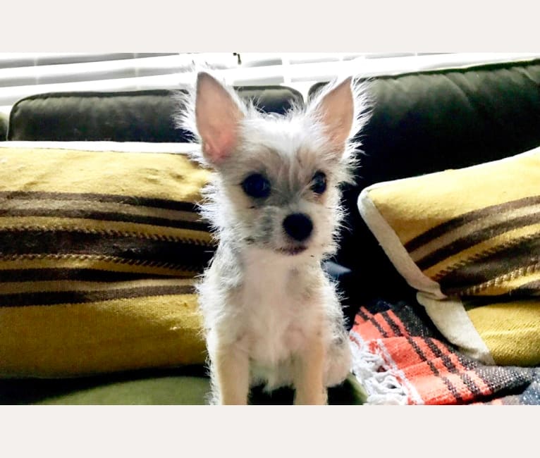 Chinese crested and deals chihuahua mix