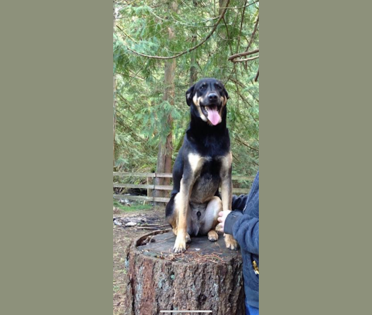 Bao Di, a Formosan Mountain Dog tested with EmbarkVet.com