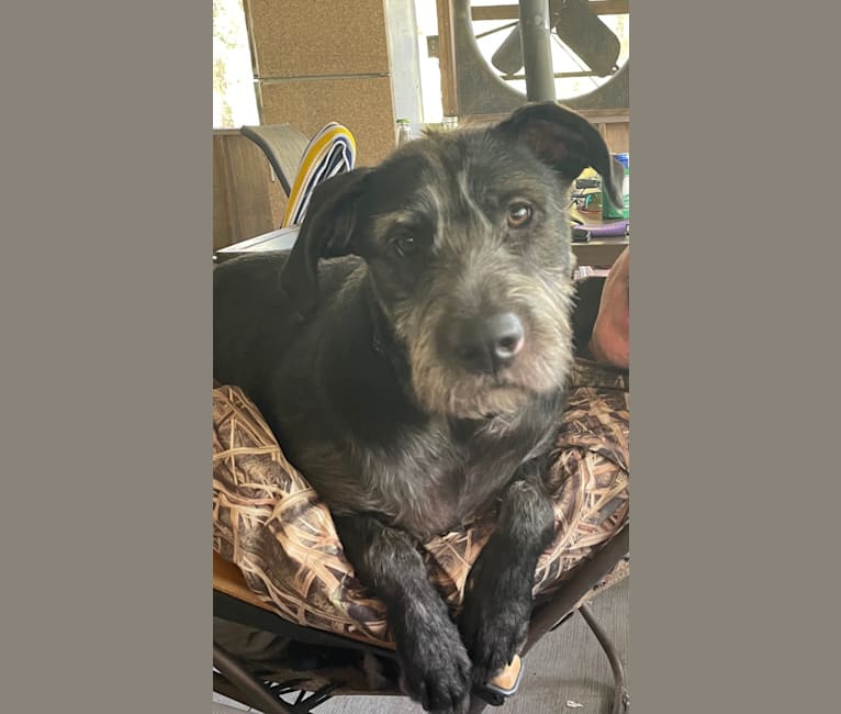 Wrigley, an American Pit Bull Terrier and Poodle (Standard) mix tested with EmbarkVet.com