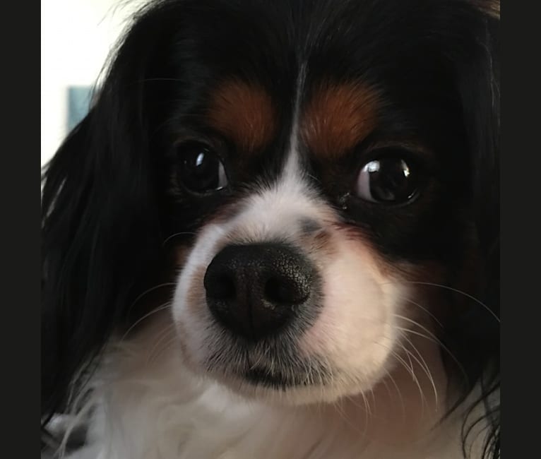 Cavalier king charles spaniel pomeranian mix discount