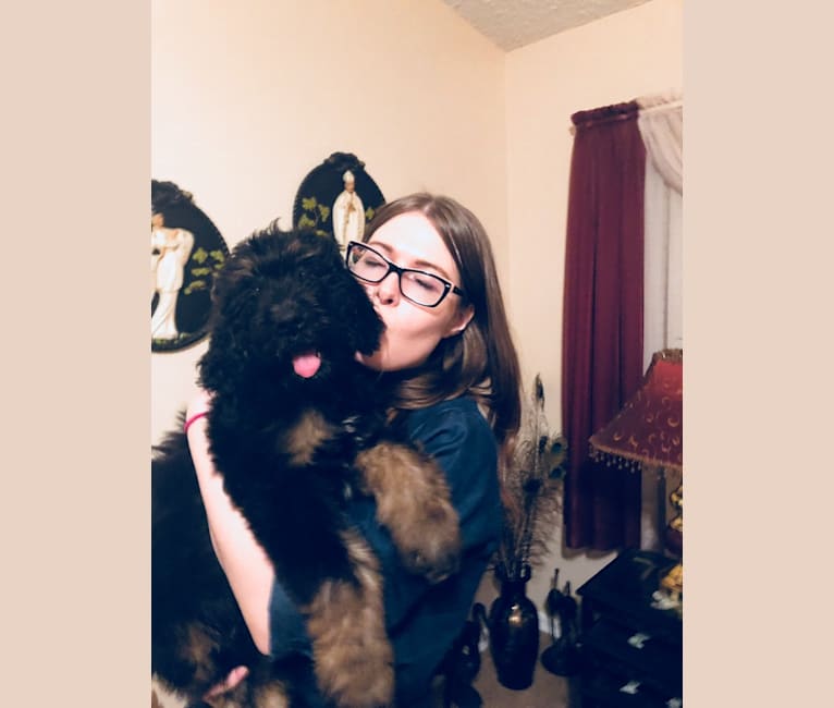 Trotsky, a Bernedoodle tested with EmbarkVet.com