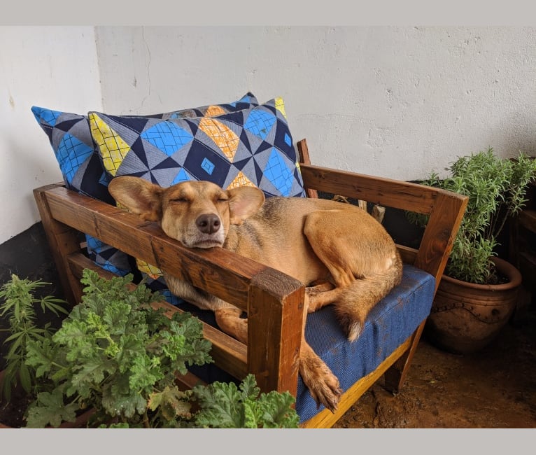 Naya, an African Village Dog tested with EmbarkVet.com