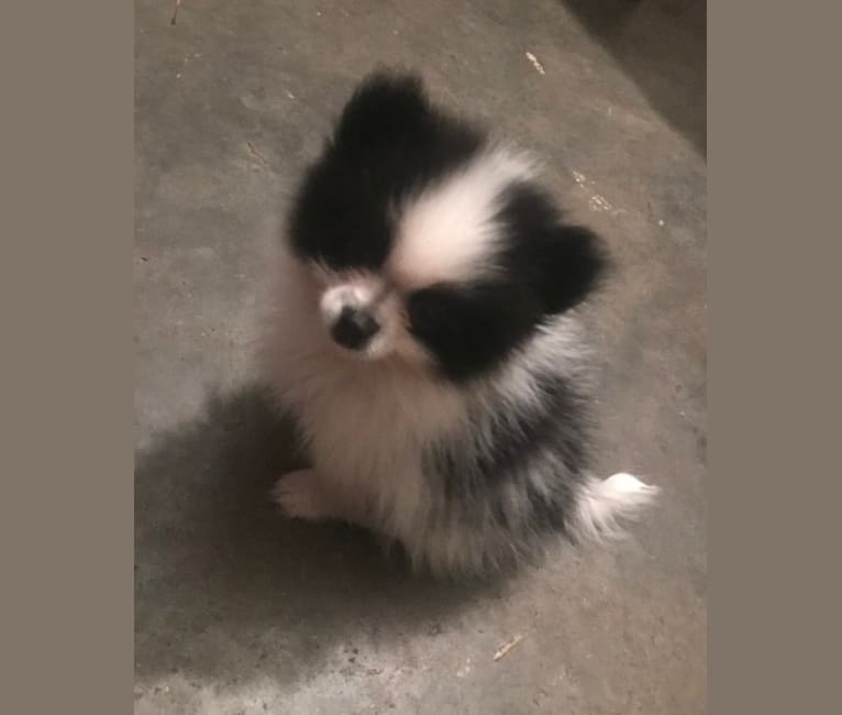 Panda “Po”, a Pomeranian tested with EmbarkVet.com