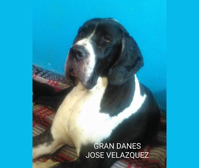 Urso, a Great Dane tested with EmbarkVet.com