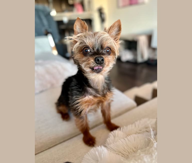 Lil Barron, a Yorkshire Terrier tested with EmbarkVet.com
