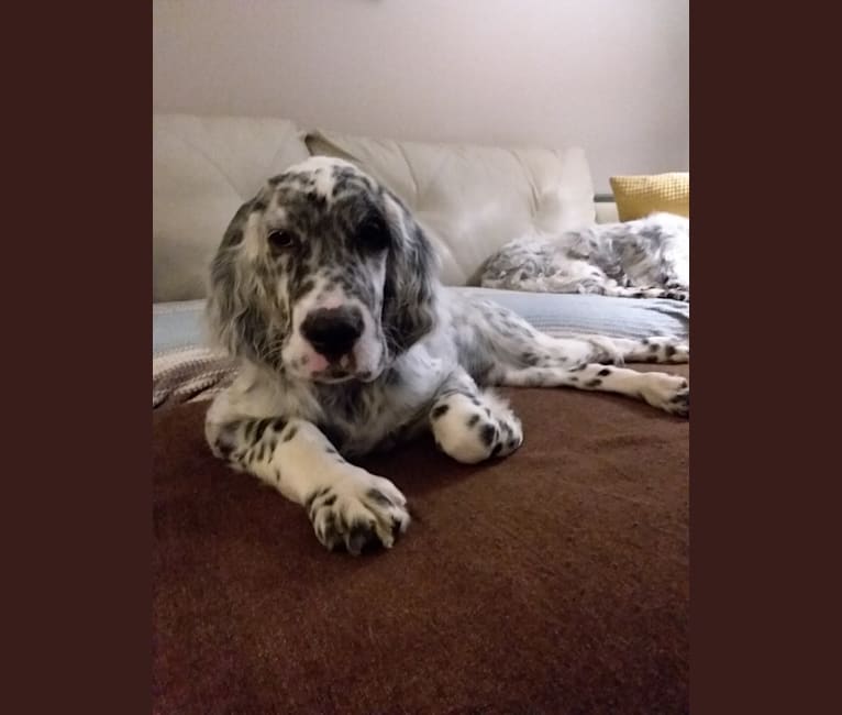 Photo of Kent, an English Setter  in Oakville, Ontario, Canada