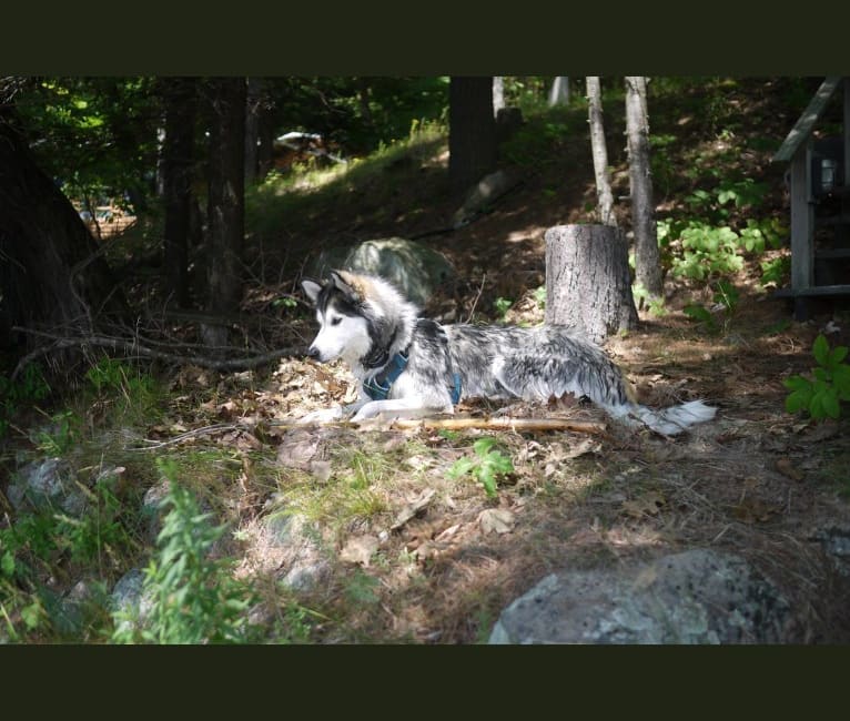 Yuri, a Siberian Husky and Alaskan Malamute mix tested with EmbarkVet.com