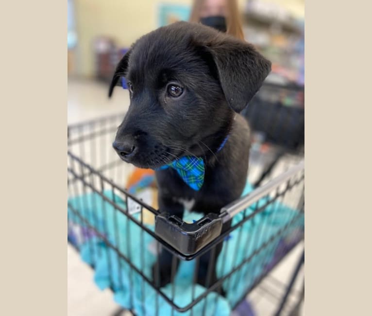 Ragnar, a Norwegian Elkhound and Golden Retriever mix tested with EmbarkVet.com