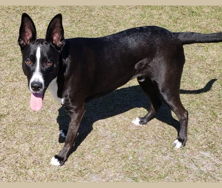 Kylo, a German Shepherd Dog and American Pit Bull Terrier mix tested with EmbarkVet.com