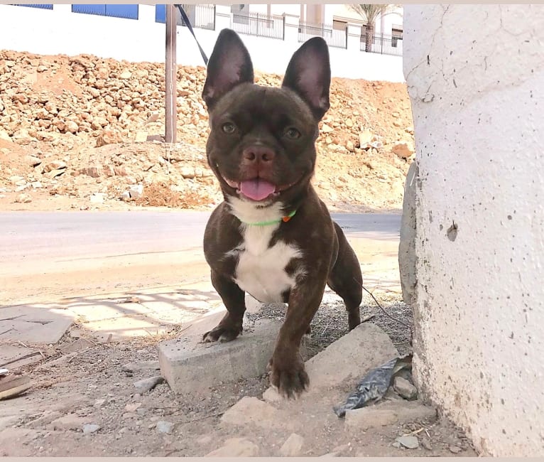 Half bulldog half chihuahua cheap