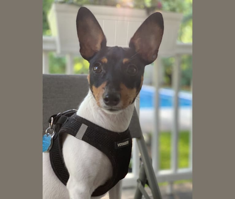 Rocky, a Toy Fox Terrier tested with EmbarkVet.com