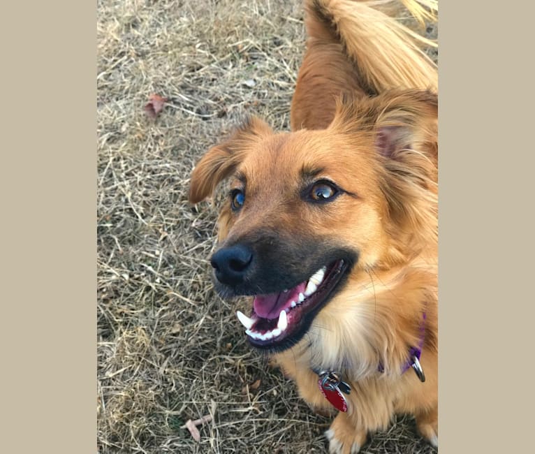 Finn, a Pomeranian and Russell-type Terrier mix tested with EmbarkVet.com