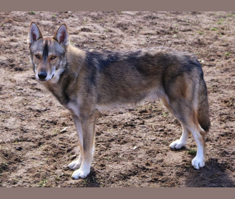 Loki, a Siberian Husky and Alaskan Malamute mix tested with EmbarkVet.com