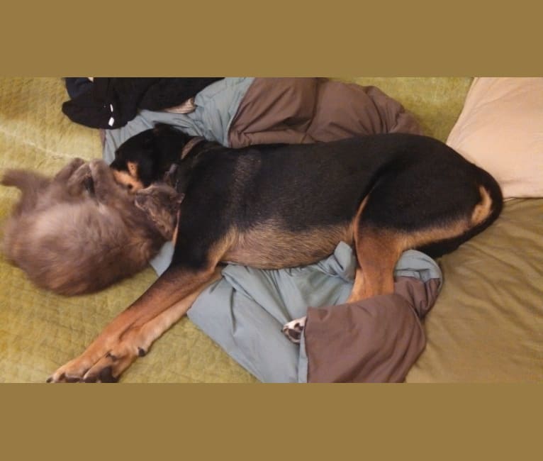 Charles, a Labrador Retriever and Staffordshire Terrier mix tested with EmbarkVet.com