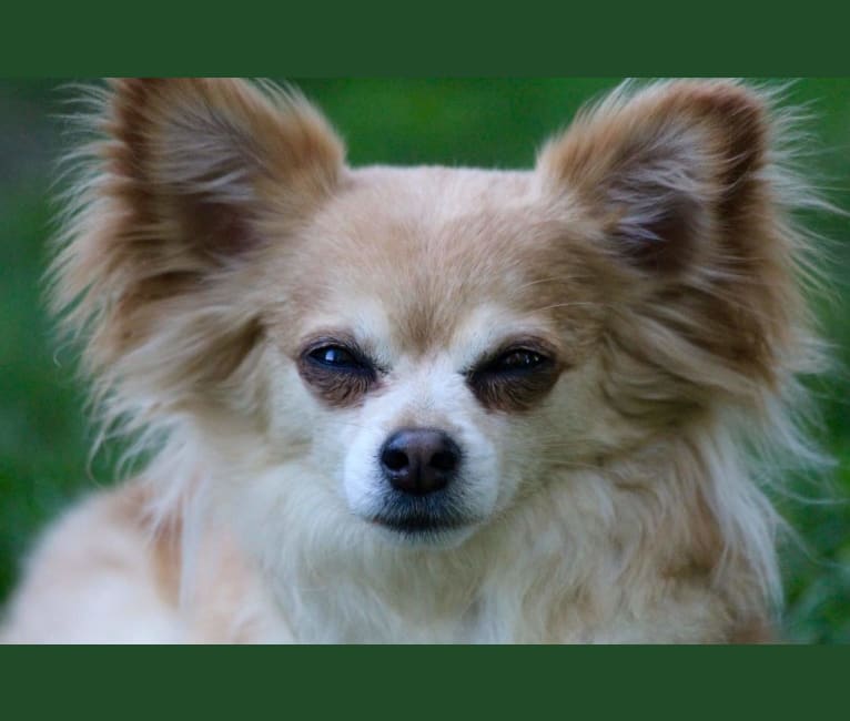 Photo of Louie, a Chihuahua  in Bristol, Connecticut, USA