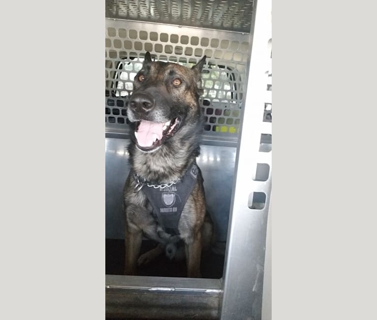 Embark Dog Dna Test Breed