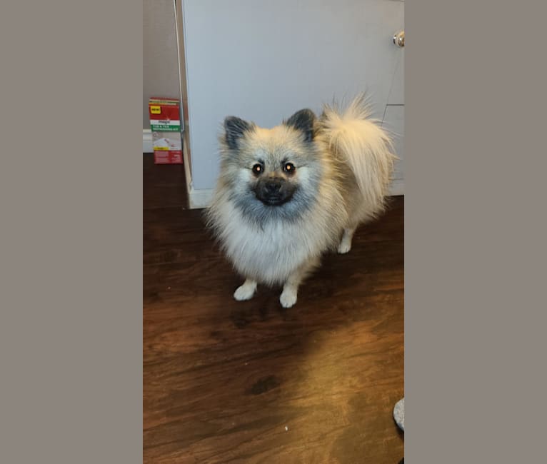 Yogi, a Pomeranian tested with EmbarkVet.com