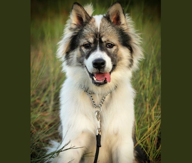 Embark Dog DNA Test Breed