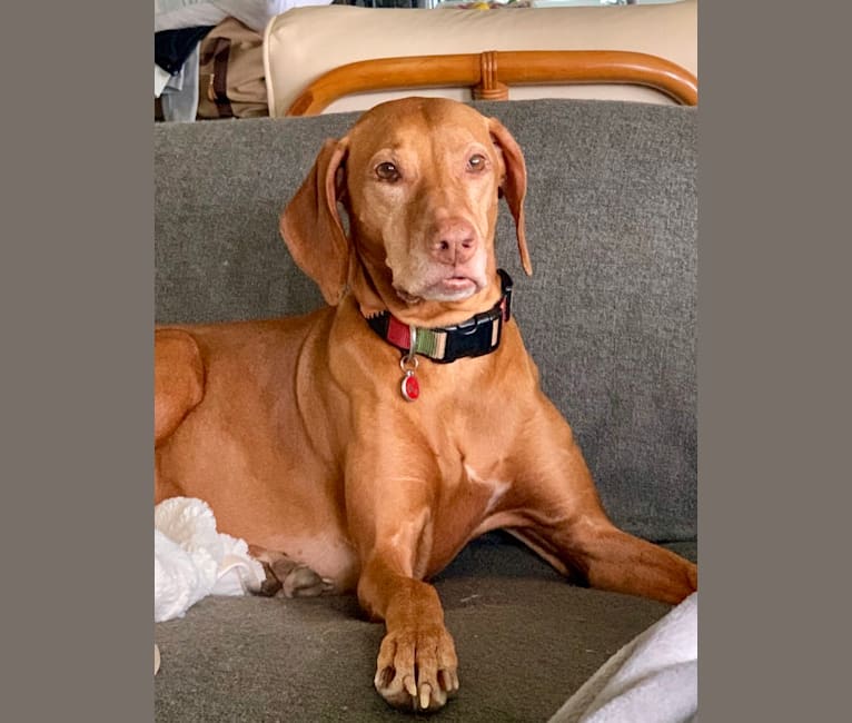 Vizsla discount mix breeds