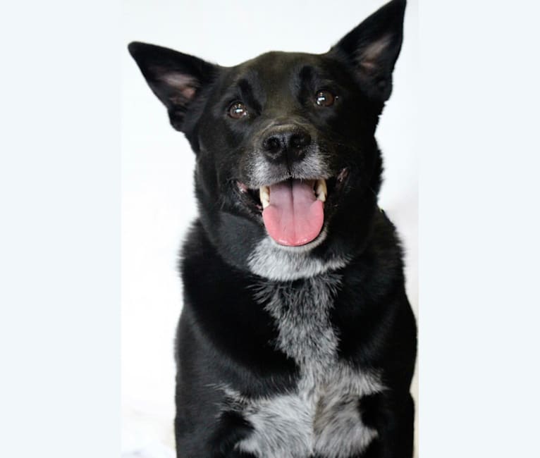 Norwegian cattle dog 2025