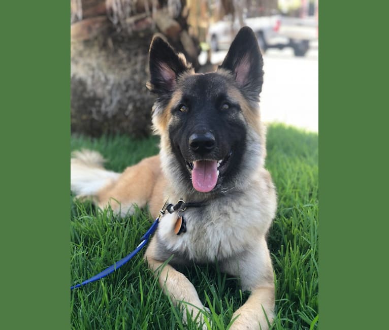 Embark Dog Dna Test Breed