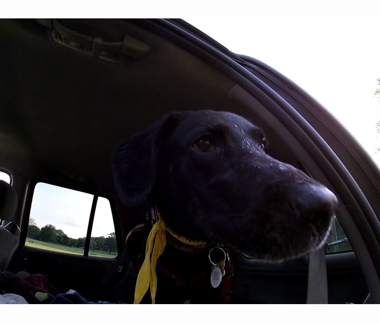 Photo of Victor, a Labrador Retriever, German Shepherd Dog, Border Collie, and Golden Retriever mix in Kentucky, USA