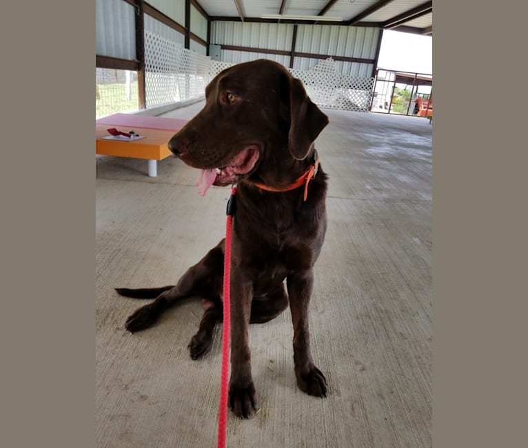 Ranger, a Labrador Retriever tested with EmbarkVet.com