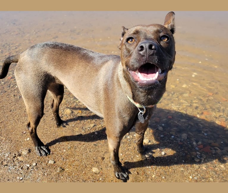 Photo of Penny, an American Pit Bull Terrier, Australian Cattle Dog, Golden Retriever, Border Collie, and Mixed mix in Oklahoma, USA