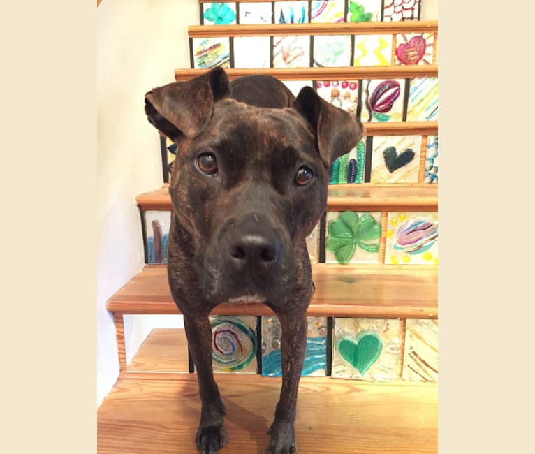 Presa canario discount cross staffy