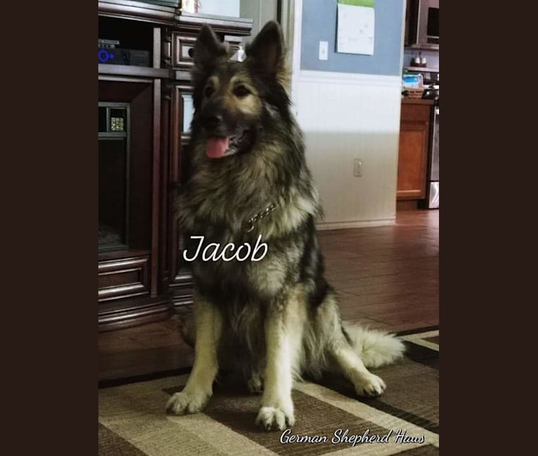 Dynamic Jacob Of Steel Cross, a German Shepherd Dog tested with EmbarkVet.com