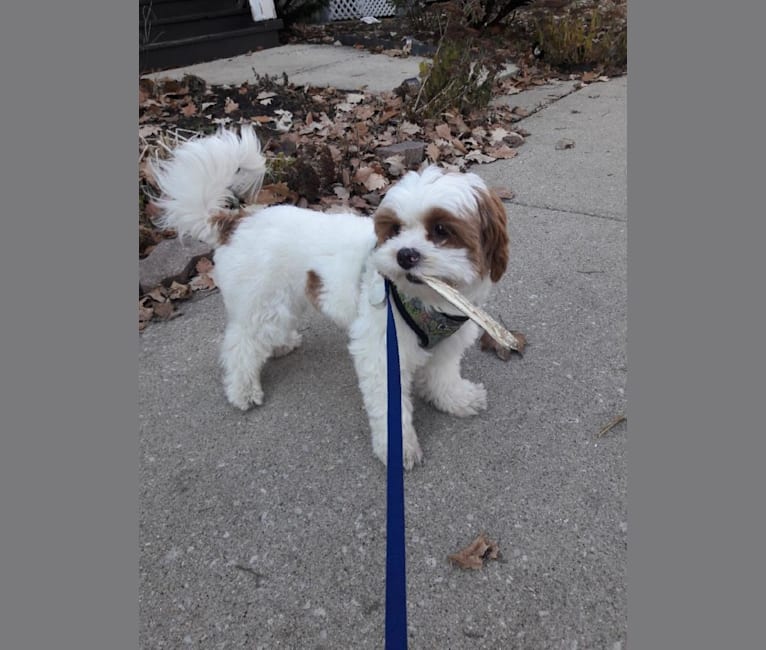 Photo of Charlie, a Shih Tzu, Pekingese, Poodle (Small), and Cocker Spaniel mix in Chicago, Illinois, USA