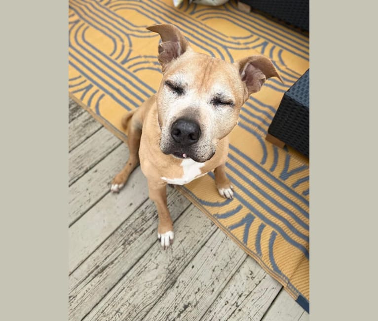 Photo of Smutty, an American Pit Bull Terrier  in Florence, Kentucky, USA