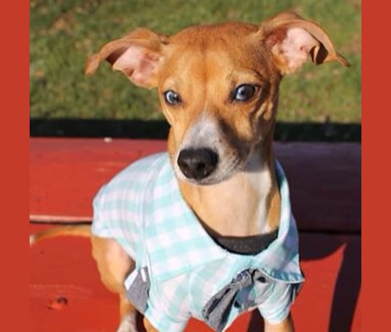 Bruno, a Chihuahua and Dachshund mix tested with EmbarkVet.com