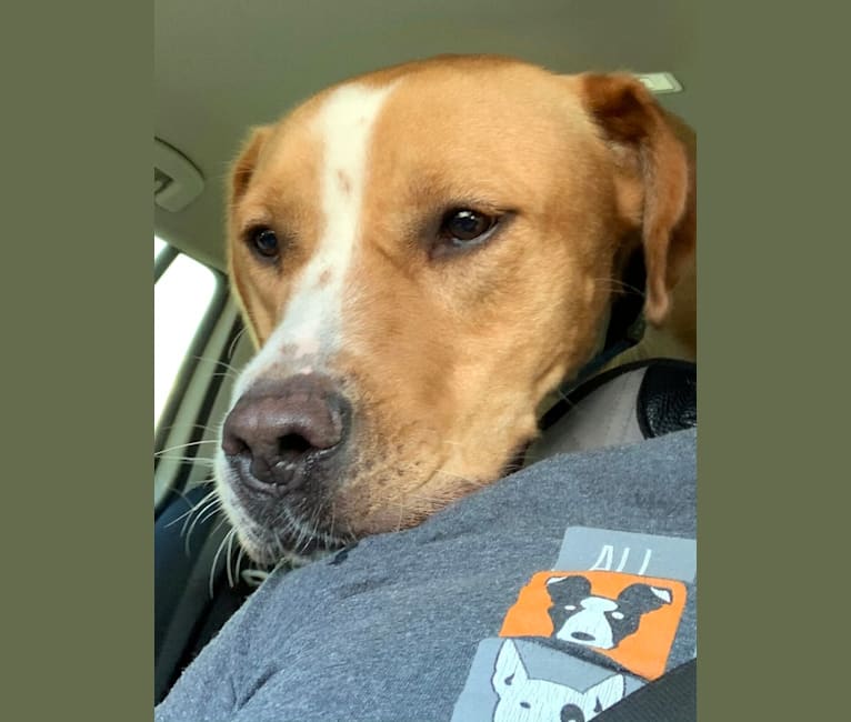 McDougal, a Labrador Retriever and American Pit Bull Terrier mix tested with EmbarkVet.com