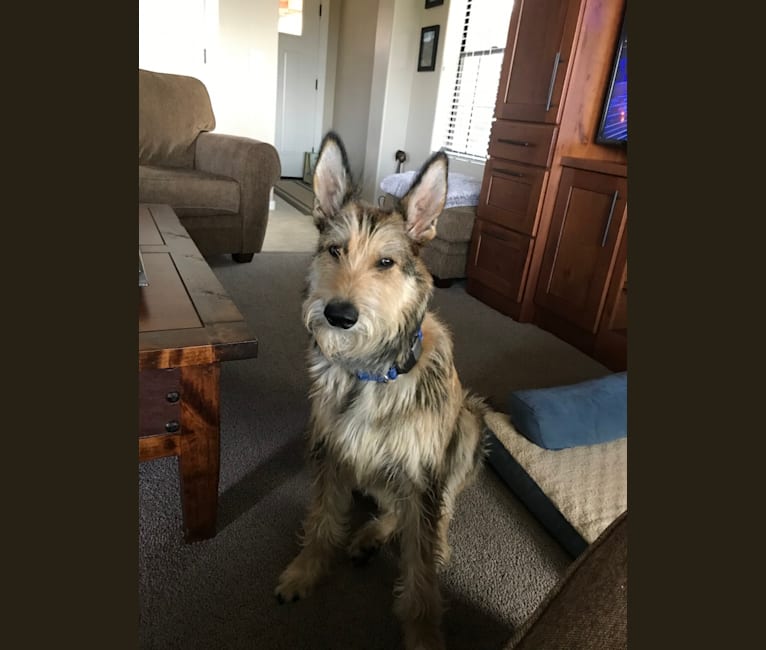 Dixie, a Berger Picard tested with EmbarkVet.com
