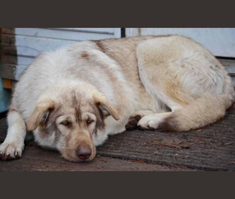 Lotus, a German Shepherd Dog and Alaskan Malamute mix tested with EmbarkVet.com