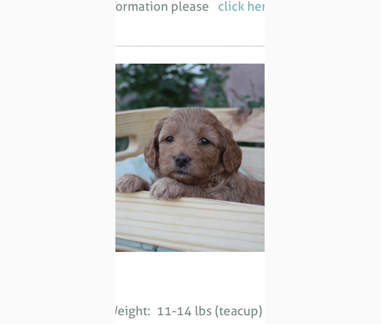 Winnie, a Goldendoodle tested with EmbarkVet.com