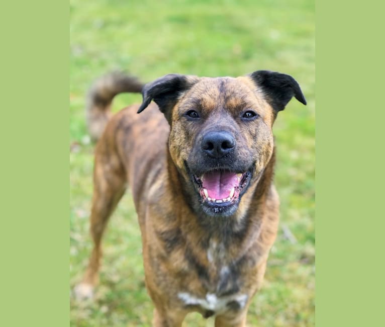 Brindle chow store mix