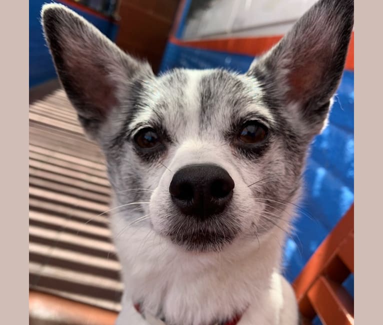 Photo of Burt, a Shih Tzu, Chihuahua, Pomeranian, Miniature Pinscher, and Mixed mix in Los Angeles, California, USA
