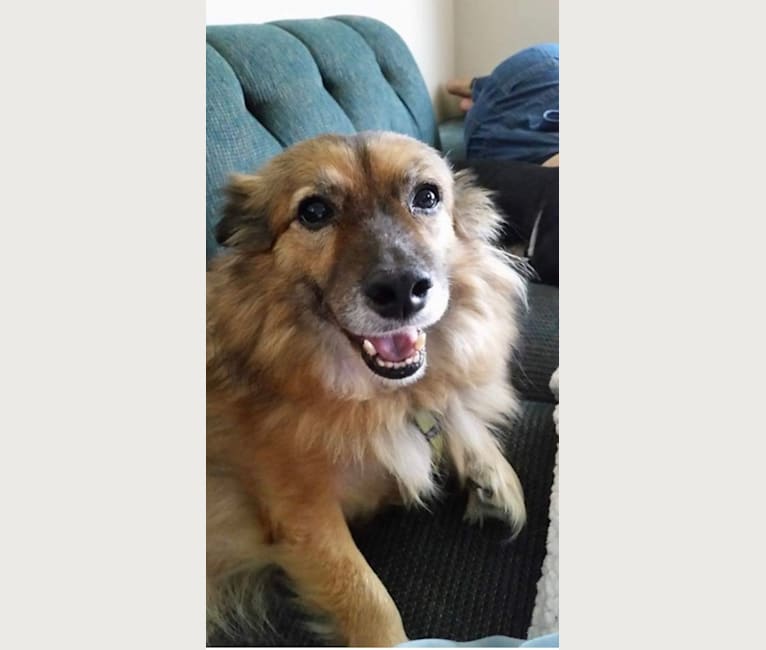 Photo of Maddie, a Border Collie, Chow Chow, American Eskimo Dog, and Mixed mix in San Antonio, Texas, USA