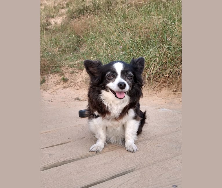 Photo of Daisy, a Chihuahua  in Portage, Michigan, USA