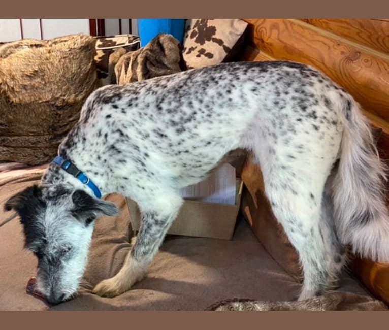 Photo of Sherlock Bones, an Australian Cattle Dog, Poodle (Standard), and Old English Sheepdog mix in Reva, VA, USA