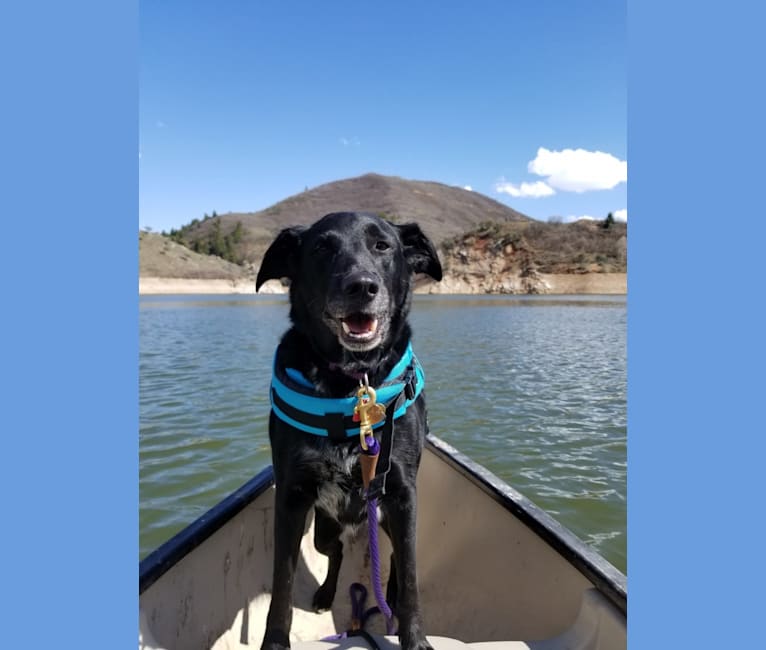 Skye, a Golden Retriever and Australian Cattle Dog mix tested with EmbarkVet.com