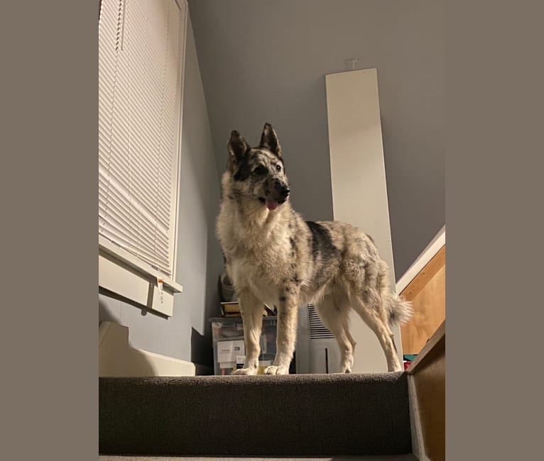 Embark Dog DNA Test Breed