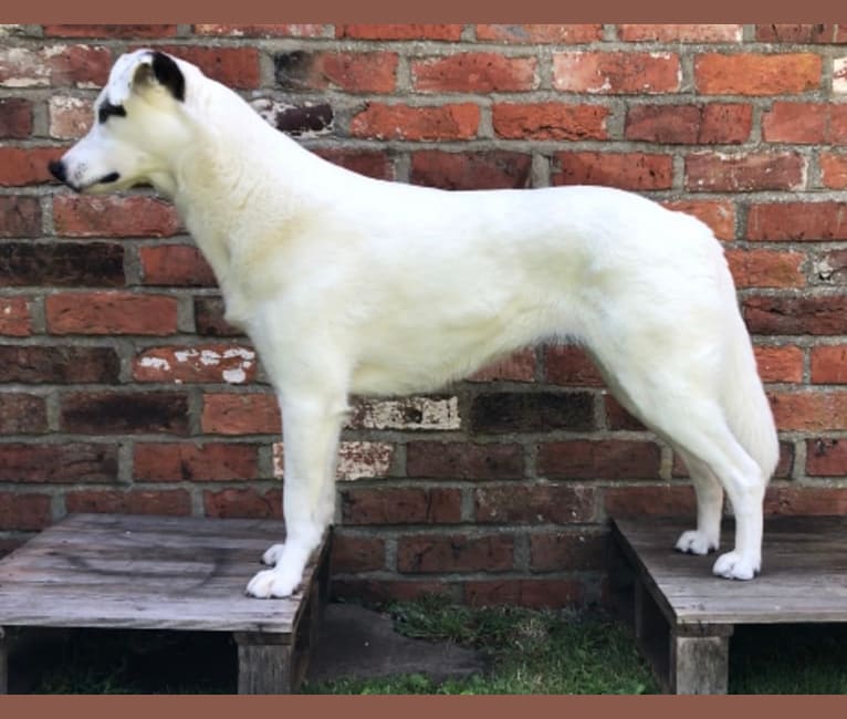 Roma, an European Village Dog tested with EmbarkVet.com