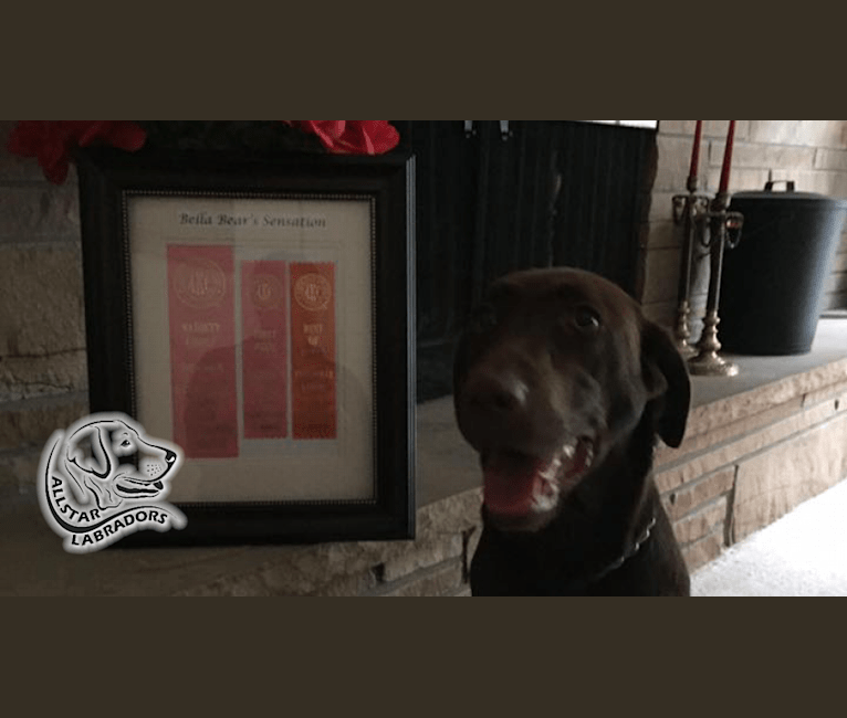 Bella, a Labrador Retriever tested with EmbarkVet.com