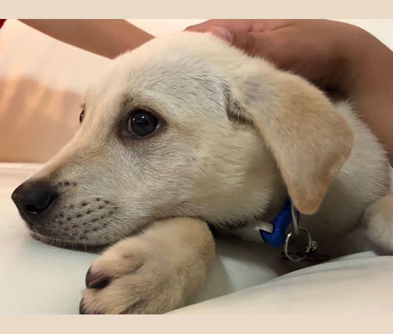 Buddy, a Rottweiler and Chinese Shar-Pei mix tested with EmbarkVet.com