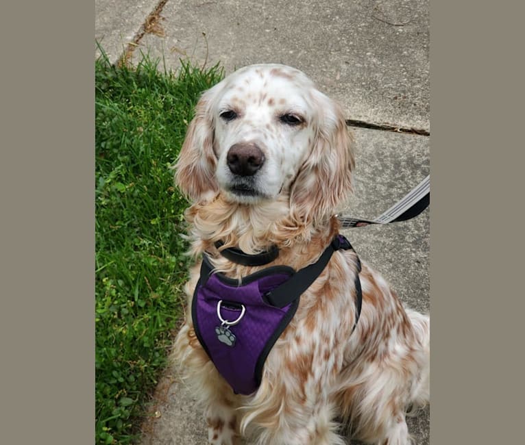 Photo of Violet, an English Setter  in Maryland, USA