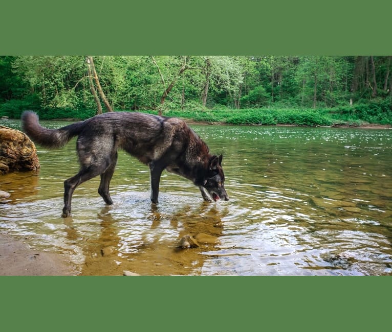 Wolfdog dna test shop