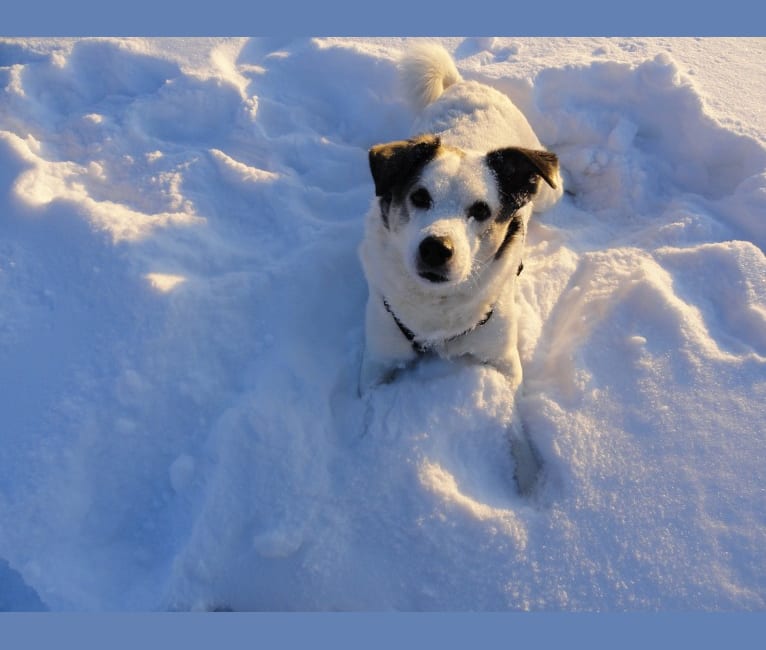Photo of Buddy, an American Eskimo Dog, Norwegian Elkhound, Labrador Retriever, German Shorthaired Pointer, and Golden Retriever mix in Nulato, Alaska, USA